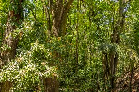Beautiful rainforest Stock Photos