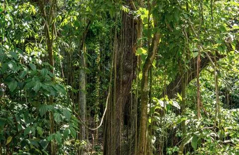 Beautiful rainforest Stock Photos