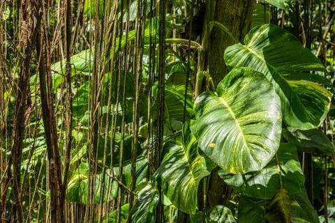 Beautiful rainforest Stock Photos