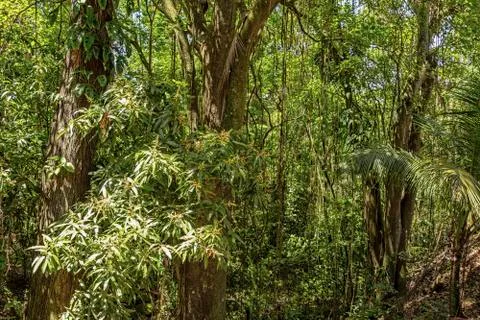Beautiful rainforest Stock Photos