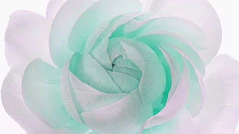 Beautiful ranunculus flower background. Stock-Footage 155519941