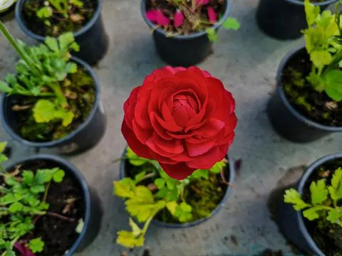 Beautiful ranunculus flowers Stock Photos