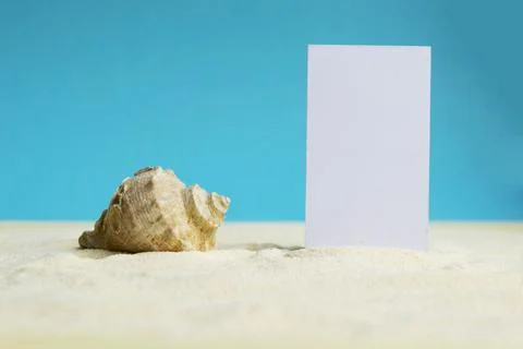 Beautiful rapana shell on the sandy beach. Summer vacation background. Stock Photos