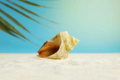 Beautiful rapana shell on the sandy beach. Summer vacation background. Stock Photos
