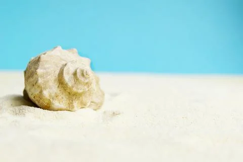 Beautiful rapana shell on the sandy beach. Summer vacation background. Stock Photos