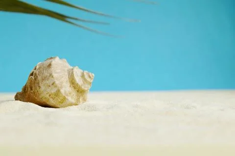Beautiful rapana shell on the sandy beach. Summer vacation background. Stock Photos
