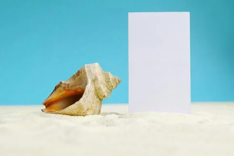 Beautiful rapana shell on the sandy beach. Summer vacation background. Stock Photos