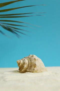 Beautiful rapana shell on the sandy beach. Summer vacation background. Stock Photos