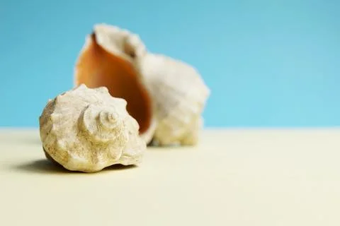 Beautiful rapana shell on the sandy beach. Summer vacation background Stock Photos