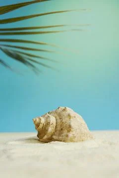 Beautiful rapana shell on the sandy beach. Summer vacation background. Stock Photos