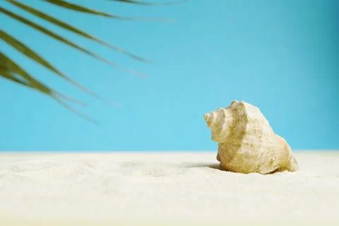 Beautiful rapana shell on the sandy beach. Summer vacation background. Stock Photos