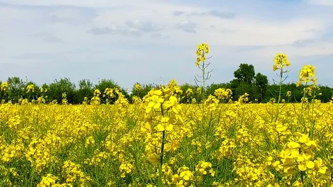 Beautiful rape field on a sunny day Video stock 111190846