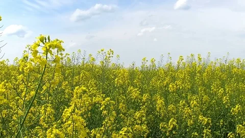 Beautiful Rape field in the wind Stock Footage 108386488