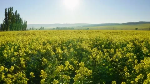 Beautiful rapeseed field.  Stock Footage 169854991