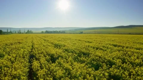 Beautiful rapeseed field.  Stock Footage 169855163