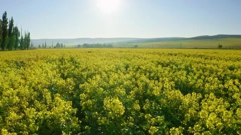 Beautiful rapeseed field.  Stock Footage 169855262