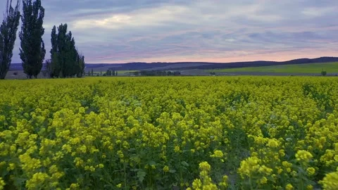 Beautiful rapeseed field.  Stock Footage 169855361