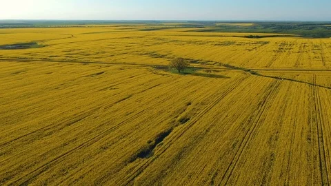 Beautiful rapeseed field, at sunset Stock Footage 88817720