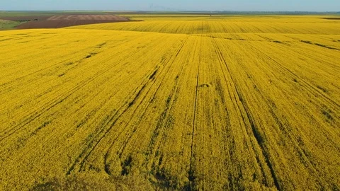Beautiful rapeseed field, at sunset Stock Footage 88818060