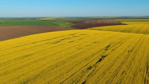 Beautiful rapeseed field, at sunset Stock Footage 88818648