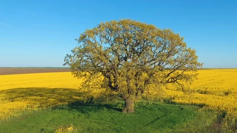 Beautiful rapeseed field, at sunset Stock Footage 88819940