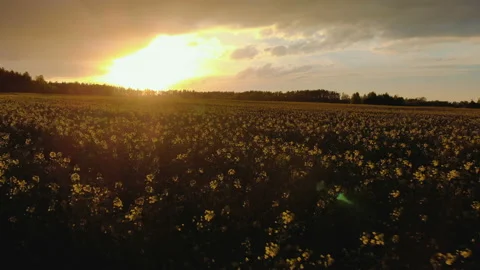 Beautiful rapeseed field at sunset Stock Footage 107917148