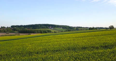 Beautiful rapeseed fields at sunset 库存影片 130623361