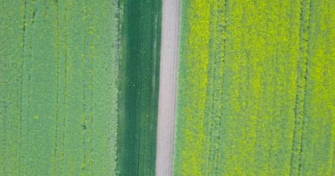 Beautiful rapeseed fields at sunset Stock Footage 130623647