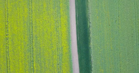 Beautiful rapeseed fields at sunset Video stock 130623670