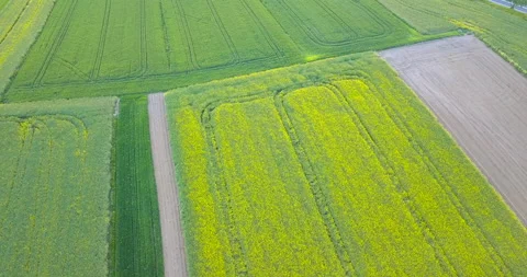 Beautiful rapeseed fields at sunset Stock Footage 130623974