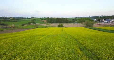 Beautiful rapeseed fields at sunset Stock Footage 130624023