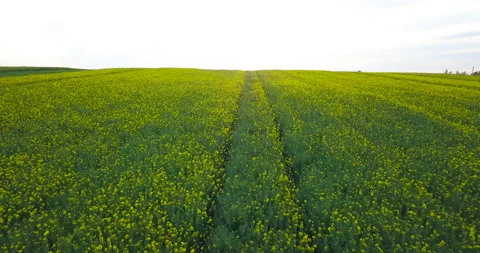 Beautiful rapeseed fields at sunset Stock Footage 130624029