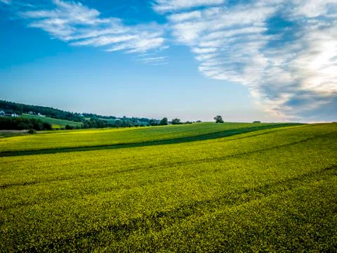 Beautiful rapeseed fields at sunset Foto stock