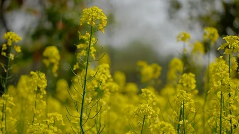 Beautiful rapeseed is open to the wind in spring 스톡 동영상 108614229
