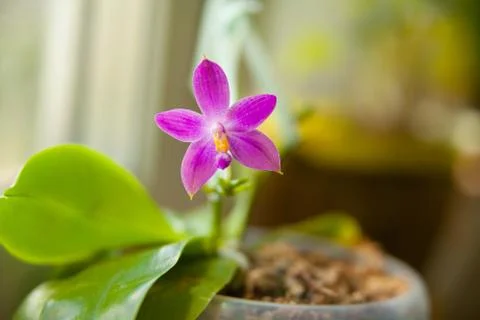 Beautiful rare orchid in pot on blurred background Stock Photos
