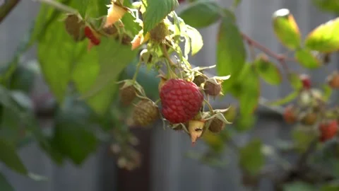 Beautiful raspberry berries in the rays and sunlight. They hang on a branch and Video stock 109402775