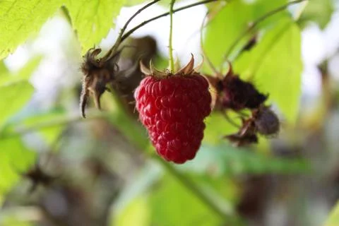 A beautiful raspberry on a branch with a blurred background Stock Photos