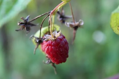 A beautiful raspberry on a branch with a blurred background Stock Photos
