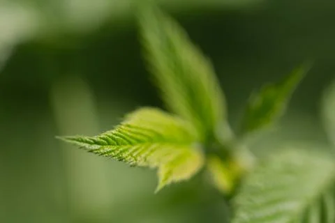 Beautiful raspberry leaves in nature Stock Photos