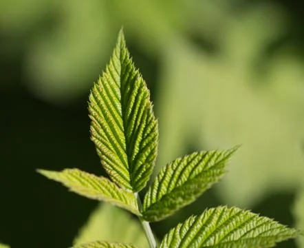 Beautiful raspberry leaves in nature Stock Photos
