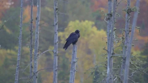 Beautiful Raven Perched On A Dead Tree In Algonquin Provincial Park Stock Footage 163755854