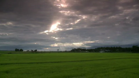 Beautiful ray of light from the sky over a lush rice field  Video stock 605765