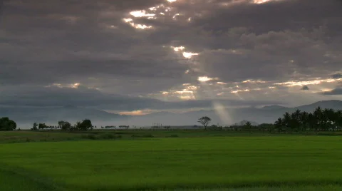 Beautiful ray of light from the sky over a lush rice field  Video stock 605835