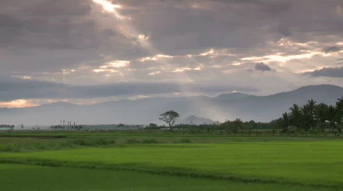Beautiful ray of light from the sky over a lush rice field  Video stock 605913