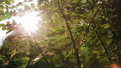 Beautiful rays of the sun break through the leaves. Very beautiful Stock Footage 121960694