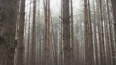 Beautiful rays of the sun make their way through the coniferous forest the Video stock 306146011