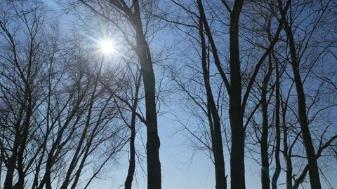 Beautiful rays of the sun shine through the trees without foliage. Saturated Stock Footage 126929247