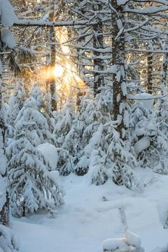 Beautiful rays of the sun shine through the branches of trees covered Stock-Fotos