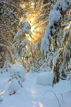Beautiful rays of the sun shine through the branches of trees covered 写真素材