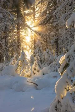 Beautiful rays of the sun shine through the branches of trees covered Foto stock